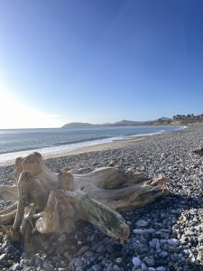 Driftwood on the stones at Killiney Beach Dublin